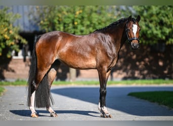 Galés B, Yegua, 4 años, 132 cm, Castaño