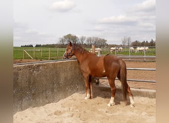 Galés B, Yegua, 4 años, 133 cm, Alazán