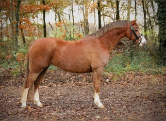 Galés B, Yegua, 4 años, 134 cm, Alazán