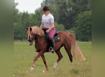 Galés B, Yegua, 4 años, 145 cm, Alazán