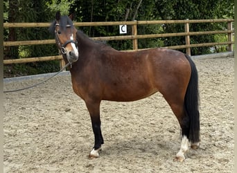 Galés B, Yegua, 5 años, 124 cm, Castaño