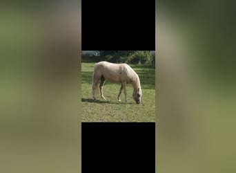 Galés B, Yegua, 5 años, 125 cm, Palomino