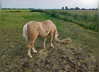 Galés B, Yegua, 5 años, 127 cm, Palomino