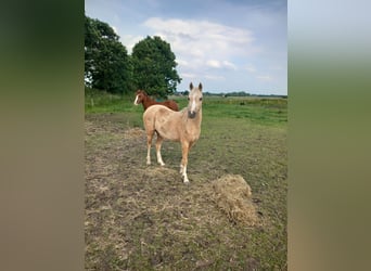 Galés B, Yegua, 5 años, 127 cm, Palomino