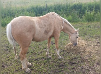 Galés B, Yegua, 5 años, 127 cm, Palomino