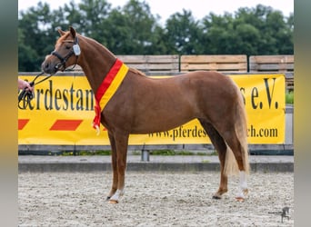 Galés B, Yegua, 5 años, 133 cm, Alazán