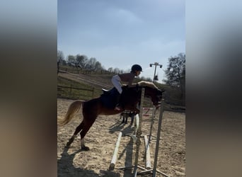 Galés B, Yegua, 5 años, 134 cm, Alazán-tostado