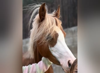 Galés B, Yegua, 5 años, 134 cm, Alazán-tostado