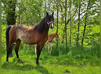 Galés B, Yegua, 5 años, 135 cm, Sabino