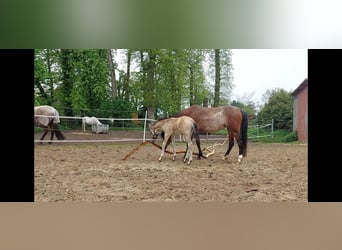 Galés B, Yegua, 5 años, 135 cm, Sabino