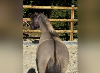 Galés B, Yegua, 5 años, 155 cm, Tordo