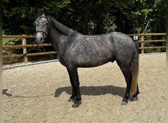 Galés B, Yegua, 5 años, 155 cm, Tordo