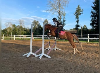 Galés B, Yegua, 6 años, 131 cm, Alazán-tostado