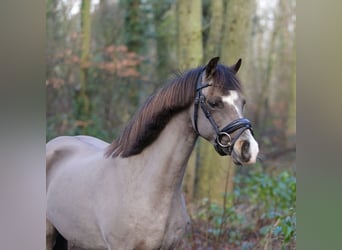 Galés B, Yegua, 6 años, 131 cm, Buckskin/Bayo