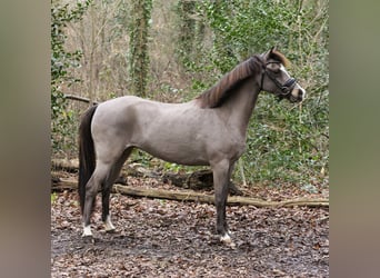 Galés B, Yegua, 6 años, 131 cm, Buckskin/Bayo