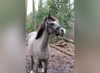 Galés B, Yegua, 6 años, 131 cm, Buckskin/Bayo