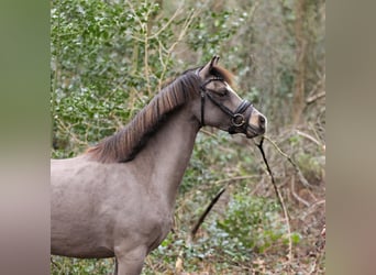 Galés B, Yegua, 6 años, 131 cm, Buckskin/Bayo