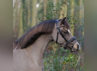 Galés B, Yegua, 6 años, 131 cm, Buckskin/Bayo