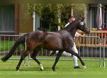 Galés B, Yegua, 6 años, 140 cm, Castaño oscuro