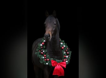 Galés B, Yegua, 6 años, 140 cm, Castaño oscuro