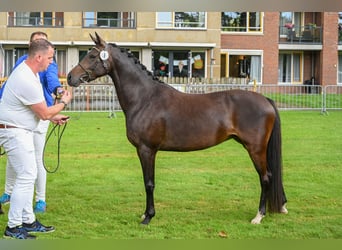 Galés B, Yegua, 6 años, 140 cm, Castaño oscuro