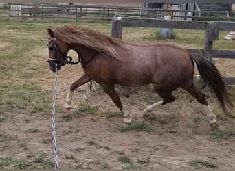 Galés B, Yegua, 7 años, 125 cm, Alazán