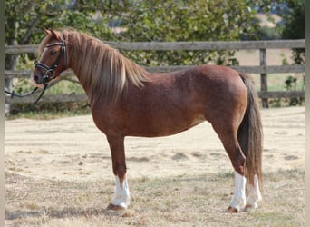 Galés B, Yegua, 7 años, 125 cm, Alazán