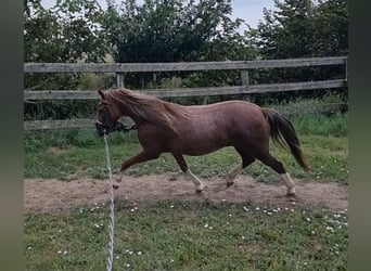 Galés B, Yegua, 7 años, 125 cm, Alazán