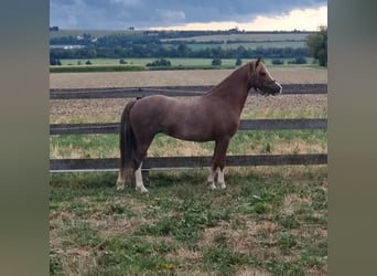 Galés B, Yegua, 7 años, 125 cm, Alazán