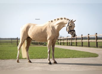 Galés B, Yegua, 7 años, 127 cm, Palomino
