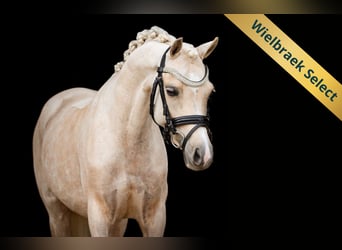 Galés B, Yegua, 7 años, 127 cm, Palomino