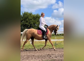Galés B, Yegua, 7 años, 132 cm, Palomino