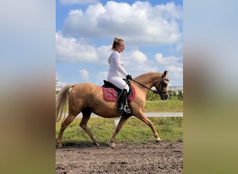 Galés B, Yegua, 7 años, 132 cm, Palomino