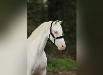 Galés B, Yegua, 8 años, 127 cm, Cremello