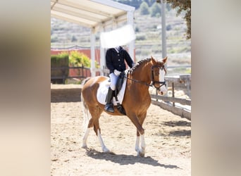 Galés B, Yegua, 8 años, 134 cm, Alazán
