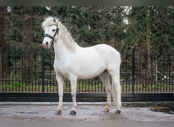 Galés B, Yegua, 9 años, 123 cm, Tordo