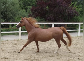 Galés B, Yegua, 9 años, 127 cm, Alazán