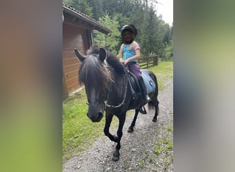Galés B Mestizo, Yegua, 9 años, 127 cm, Negro