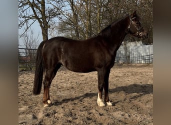 Galés B, Yegua, 9 años, 130 cm, Alazán-tostado