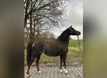 Galés B, Yegua, 9 años, 130 cm, Alazán-tostado