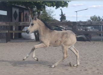 Galés B, Yegua, , Buckskin/Bayo