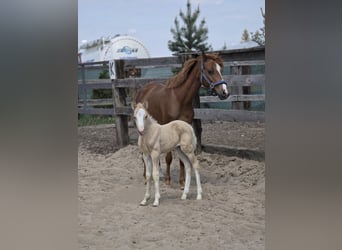 Galés B, Yegua, , Palomino