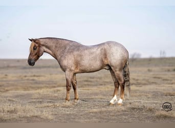 Galés-C, Caballo castrado, 10 años, 127 cm, Ruano alazán