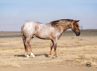 Galés-C, Caballo castrado, 10 años, 127 cm, Ruano alazán