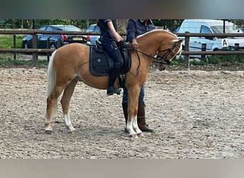 Galés-C, Caballo castrado, 10 años, 130 cm, Palomino