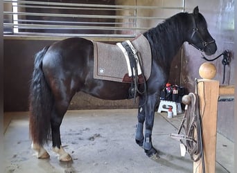 Galés-C, Caballo castrado, 10 años, 134 cm, Negro