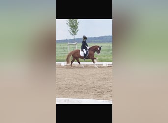 Galés-C, Caballo castrado, 10 años, 140 cm, Alazán
