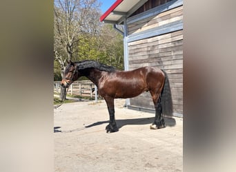 Galés-C, Caballo castrado, 10 años, 148 cm, Castaño oscuro