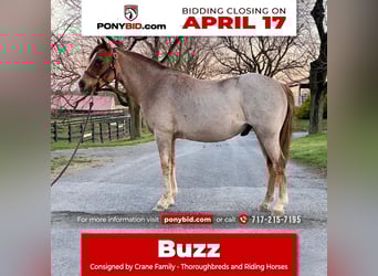 Galés-C Mestizo, Caballo castrado, 10 años, Ruano alazán