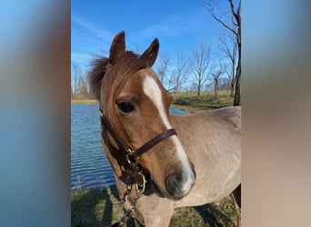 Galés-C Mestizo, Caballo castrado, 10 años, Ruano alazán